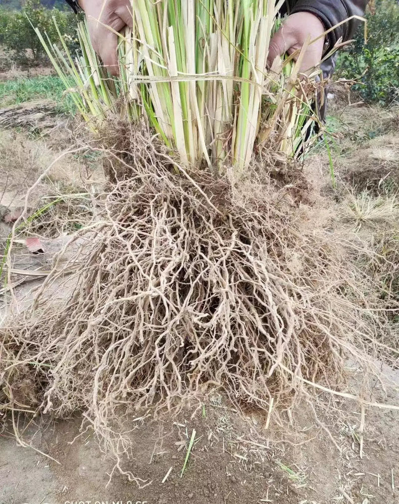 Yan Lan Cao Gen 岩兰草根, Chrysopogon Zizanioides Roots, Vetiver Root-Health Wisdom™
