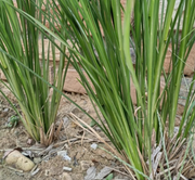 Yan Lan Cao Gen 岩兰草根, Chrysopogon Zizanioides Roots, Vetiver Root-Health Wisdom™