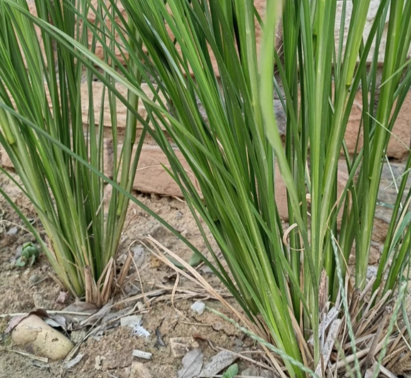 Yan Lan Cao Gen 岩兰草根, Chrysopogon Zizanioides Roots, Vetiver Root-Health Wisdom™