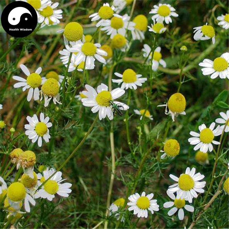 Yang Gan Ju 洋甘菊, Flos Matricaria Recutita, Chamomilla Flower, Mu Ju-Health Wisdom™