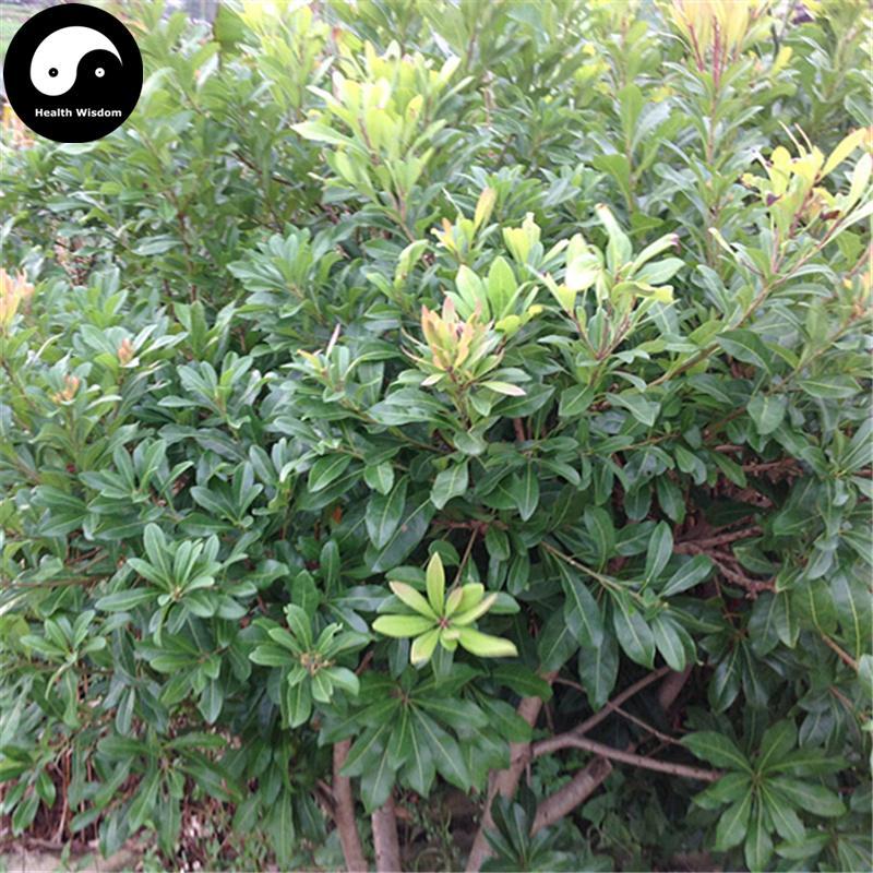 Yang Mei Gen 楊梅根, Radix Myricae Rubrae, Chinese Waxmyrtle Root-Health Wisdom™
