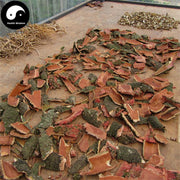 Yang Mei Shu Pi 杨梅树皮, Cortex Myrica Rubra, Myrica Rubra Bark-Health Wisdom™