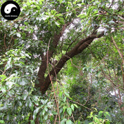 Yang Mei Shu Pi 杨梅树皮, Cortex Myrica Rubra, Myrica Rubra Bark-Health Wisdom™