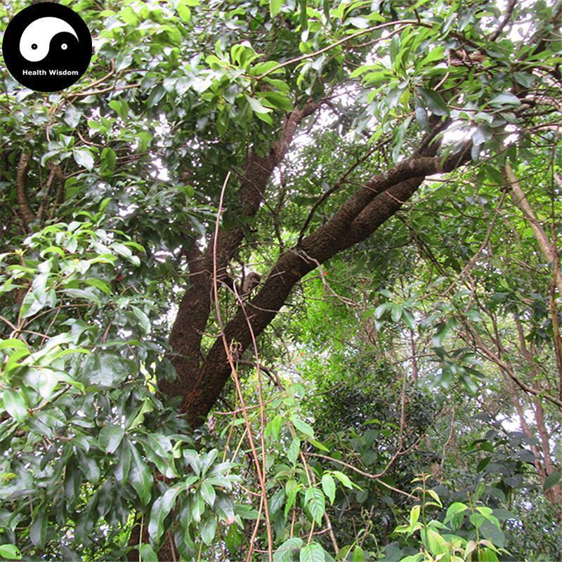 Yang Mei Shu Pi 杨梅树皮, Cortex Myrica Rubra, Myrica Rubra Bark-Health Wisdom™