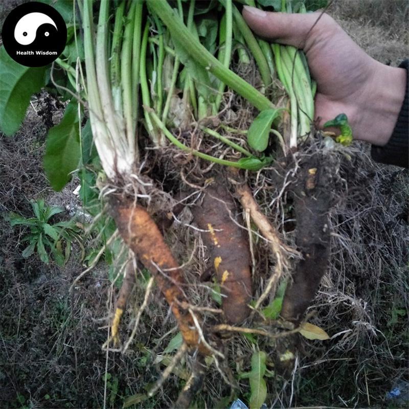 Yang Ti Gen 羊蹄根, Radix Rumicis Japonici, Tu Da Huang, Japanese Dock Root-Health Wisdom™