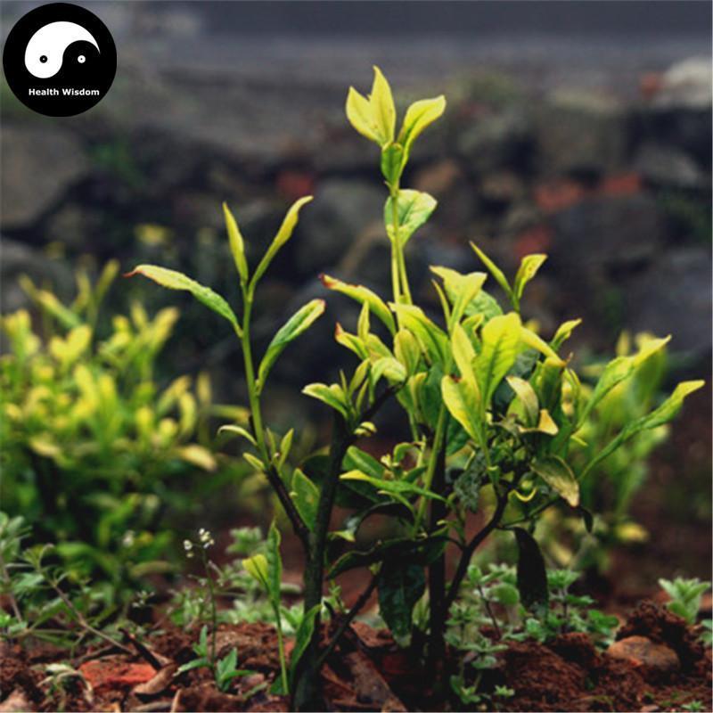 Yang Yan Gou Qing 羊岩勾青 Yang Yan Hook Green Tea-Health Wisdom™