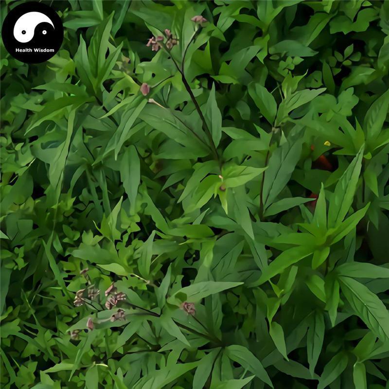 Ye Ma Zhui 野馬追, Herba Eupatorii Lindleyani, Lindley Eupatorium Herb, Hua Shi Cao, Jian Pei Lan-Health Wisdom™