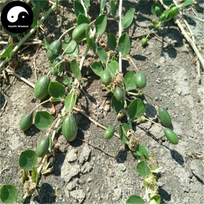 Ye Xi Gua 野西瓜, Wild Watermelon, Hibiscus Trionum Linn-Health Wisdom™