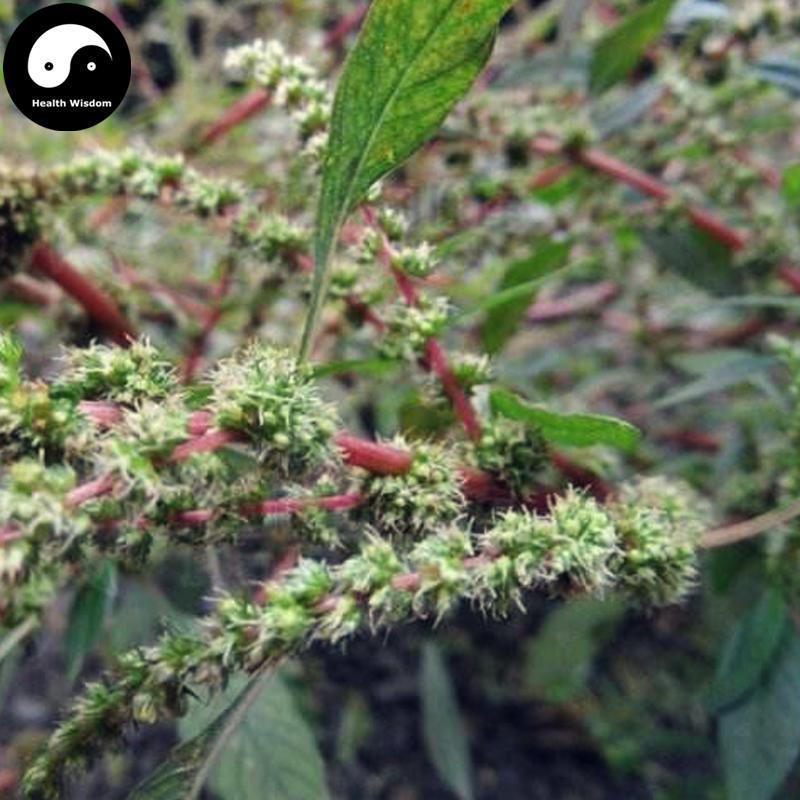 Ye Xian Cai 野莧菜, Wild Amaranthus Viridis, Herba Amaranthus, Ci Xian-Health Wisdom™