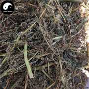 Ye Xian Cai 野莧菜, Wild Amaranthus Viridis, Herba Amaranthus, Ci Xian-Health Wisdom™