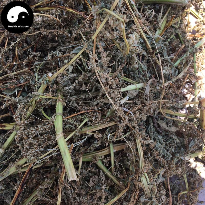 Ye Xian Cai 野莧菜, Wild Amaranthus Viridis, Herba Amaranthus, Ci Xian-Health Wisdom™