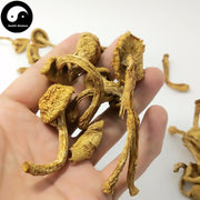 Yellow Mushroom, Wild Mushroom, Pleurotus Citrinopileatus, Yu Huang Mo 榆黄蘑-Health Wisdom™