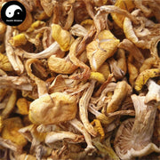 Yellow Mushroom, Wild Mushroom, Pleurotus Citrinopileatus, Yu Huang Mo 榆黄蘑-Health Wisdom™