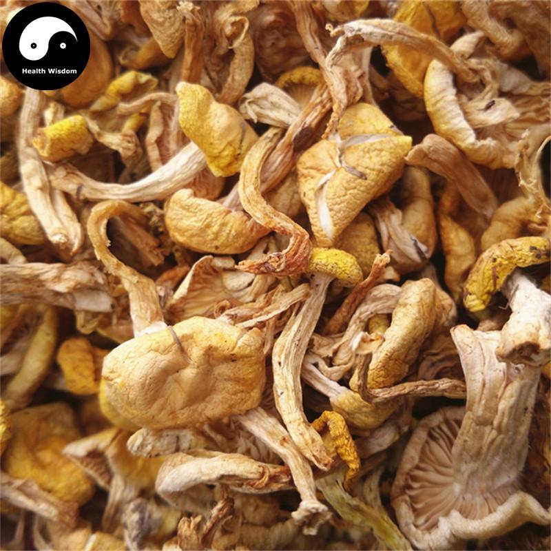 Yellow Mushroom, Wild Mushroom, Pleurotus Citrinopileatus, Yu Huang Mo 榆黄蘑-Health Wisdom™