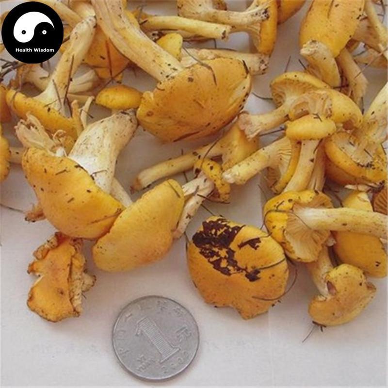 Yellow Mushroom, Wild Mushroom, Pleurotus Citrinopileatus, Yu Huang Mo 榆黄蘑-Health Wisdom™