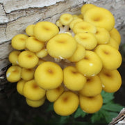 Yellow Mushroom, Wild Mushroom, Pleurotus Citrinopileatus, Yu Huang Mo 榆黄蘑-Health Wisdom™