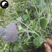 Yi Dian Hong 壹點紅, Herba Emiliae Sowthistle, Tasselflower Herb, Yang Ti Cao, Hong Bei Cao-Health Wisdom™