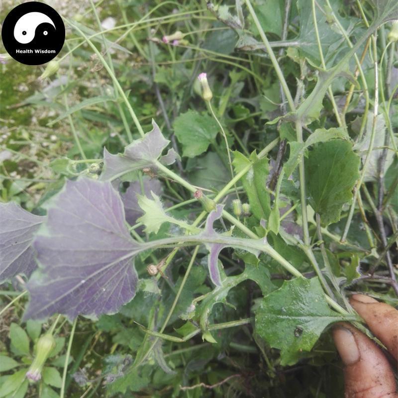 Yi Dian Hong 壹點紅, Herba Emiliae Sowthistle, Tasselflower Herb, Yang Ti Cao, Hong Bei Cao-Health Wisdom™