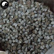 Yi Kou Zhong 一口钟, Eucalyptus Globulus Labill. Fruit, An Guo-Health Wisdom™