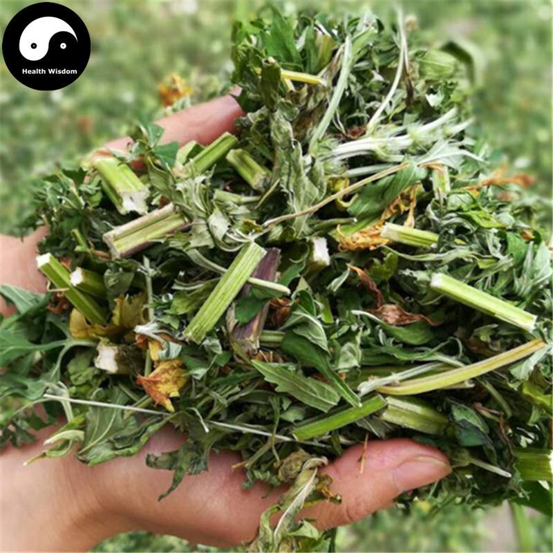 Yi Mu Cao 益母草, Herba Leonuri, Motherwort Herb, Leonurus Artemisia-Health Wisdom™