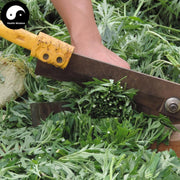 Yi Mu Cao 益母草, Herba Leonuri, Motherwort Herb, Leonurus Artemisia-Health Wisdom™