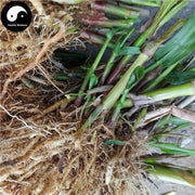 Yi Yi Gen 薏苡根, Jobstears Root, Radix Coicis, Yi Mi Gen-Health Wisdom™