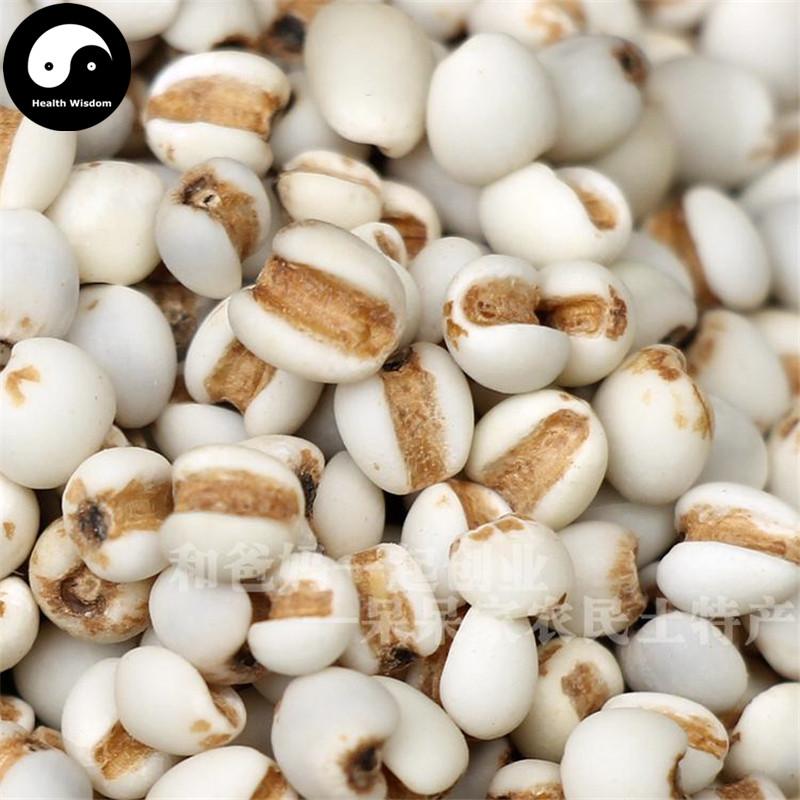 Yi Yi Ren 薏苡仁, Yi Ren, Yi Mi, Coix Seed, Semen Coicis-Health Wisdom™