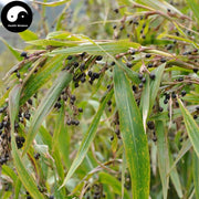 Yi Yi Ren 薏苡仁, Yi Ren, Yi Mi, Coix Seed, Semen Coicis-Health Wisdom™