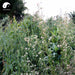 Yi Zhi Hao 一枝蒿, Herba Artemisia Rupetris-Health Wisdom™