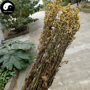 Yi Zhi Huang Hua 壹枝黃花, Herba Solidaginis, Common Goldenrod Herb-Health Wisdom™