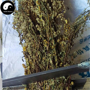 Yi Zhi Huang Hua 壹枝黃花, Herba Solidaginis, Common Goldenrod Herb-Health Wisdom™