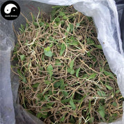 Yi Zhi Jian 一支箭, Herba Ophioglossi, Adder's Tongue Herb, Ping Er Xiao Cao-Health Wisdom™