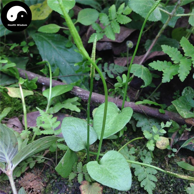 Yi Zhi Jian 一支箭, Herba Ophioglossi, Adder's Tongue Herb, Ping Er Xiao Cao-Health Wisdom™
