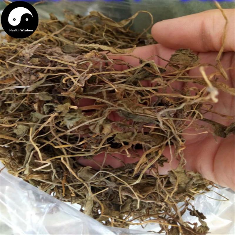 Yi Zhi Jian 一支箭, Herba Ophioglossi, Adder's Tongue Herb, Ping Er Xiao Cao-Health Wisdom™
