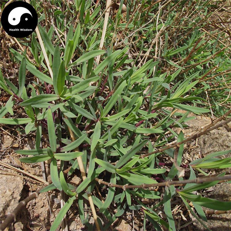 Yin Chai Hu 银柴胡, Radix Stellariae, Stellaria Dichotoma Root-Health Wisdom™