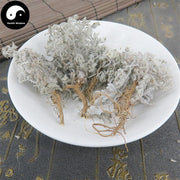 Yin Chen Hao 茵陳蒿, Herba Artemisiae Scopariae, Virgate Wormwood Herb, Mian Yin Chen, Capillary Wormwood Herb-Health Wisdom™