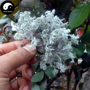 Yin Chen Hao 茵陳蒿, Herba Artemisiae Scopariae, Virgate Wormwood Herb, Mian Yin Chen, Capillary Wormwood Herb-Health Wisdom™