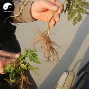 Yin Di Jue 陰地蕨, Ternate Grape Fern Herb, Herba Botrychii, Yi Duo Yun-Health Wisdom™