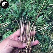 Yin Di Jue 陰地蕨, Ternate Grape Fern Herb, Herba Botrychii, Yi Duo Yun-Health Wisdom™