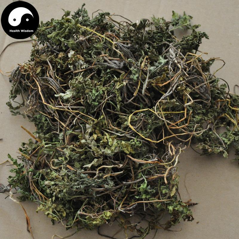 Yin Di Jue 陰地蕨, Ternate Grape Fern Herb, Herba Botrychii, Yi Duo Yun-Health Wisdom™