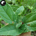 Yin Yang Huo 淫羊藿, Herba Epimedii, Xian Ling Pi, Epimedium Herb-Health Wisdom™