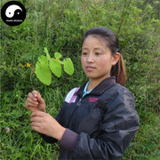Yin Yang Huo 淫羊藿, Herba Epimedii, Xian Ling Pi, Epimedium Herb-Health Wisdom™