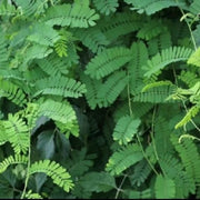 You Gan Cha 油柑茶, Dried Leaf Phyllanthi Tea, Phyllanthus Emblica Leaves, Yu Gan Ye 余甘叶-Health Wisdom™