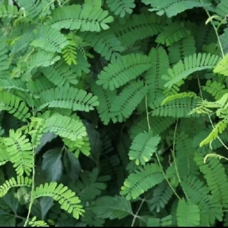 You Gan Cha 油柑茶, Dried Leaf Phyllanthi Tea, Phyllanthus Emblica Leaves, Yu Gan Ye 余甘叶-Health Wisdom™