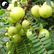 You Gan Cha 油柑茶, Dried Leaf Phyllanthi Tea, Phyllanthus Emblica Leaves, Yu Gan Ye 余甘叶-Health Wisdom™