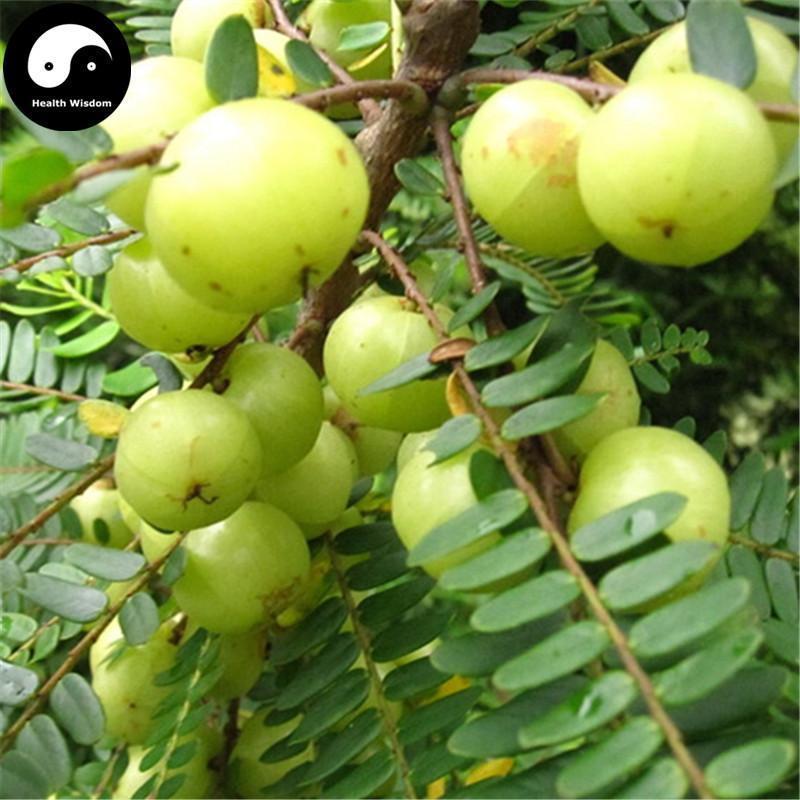 You Gan Cha 油柑茶, Dried Leaf Phyllanthi Tea, Phyllanthus Emblica Leaves, Yu Gan Ye 余甘叶-Health Wisdom™