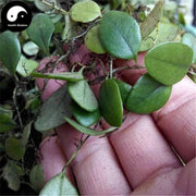 Yu Bie Jin Xing 鱼鳖金星, Herba Lepidogrammitidis Drymoglossoidis, Lepidogrammitis Herb, Yu Bie Cao, Bao Shi Lian, Shi Gua Zi-Health Wisdom™