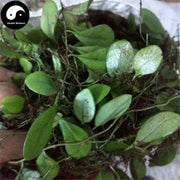 Yu Bie Jin Xing 鱼鳖金星, Herba Lepidogrammitidis Drymoglossoidis, Lepidogrammitis Herb, Yu Bie Cao, Bao Shi Lian, Shi Gua Zi-Health Wisdom™