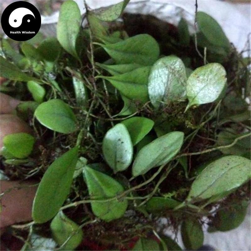 Yu Bie Jin Xing 鱼鳖金星, Herba Lepidogrammitidis Drymoglossoidis, Lepidogrammitis Herb, Yu Bie Cao, Bao Shi Lian, Shi Gua Zi-Health Wisdom™