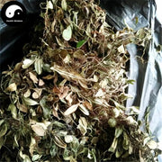 Yu Bie Jin Xing 鱼鳖金星, Herba Lepidogrammitidis Drymoglossoidis, Lepidogrammitis Herb, Yu Bie Cao, Bao Shi Lian, Shi Gua Zi-Health Wisdom™